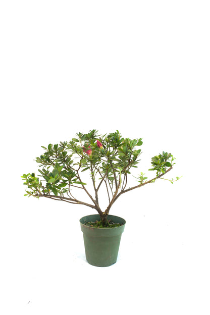Azalea Chinzen Bonsai Tree 4"