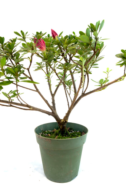 Azalea Chinzen Bonsai Tree 4"