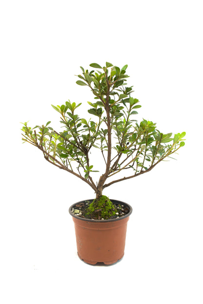 Azalea Chinzen Bonsai Tree 4"