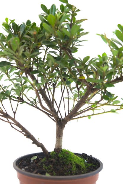 Azalea Chinzen Bonsai Tree 4"