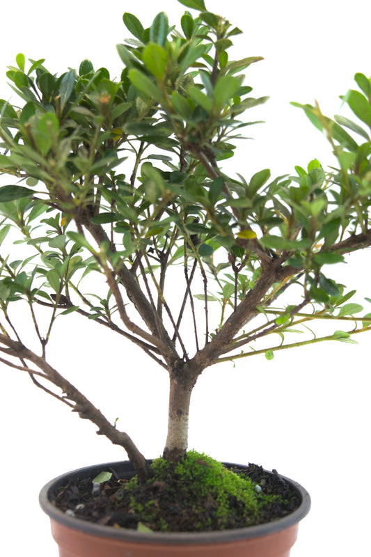 Azalea Chinzen Bonsai Tree 4"