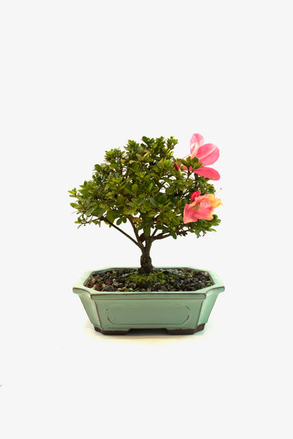 Chinzan AzaleaBonsai Ceramic 7.5" Pot - One of a Kind Bonsai