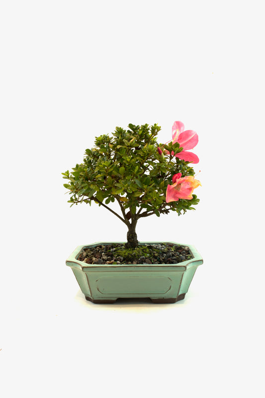 Chinzan AzaleaBonsai Ceramic 7.5" Pot - One of a Kind Bonsai