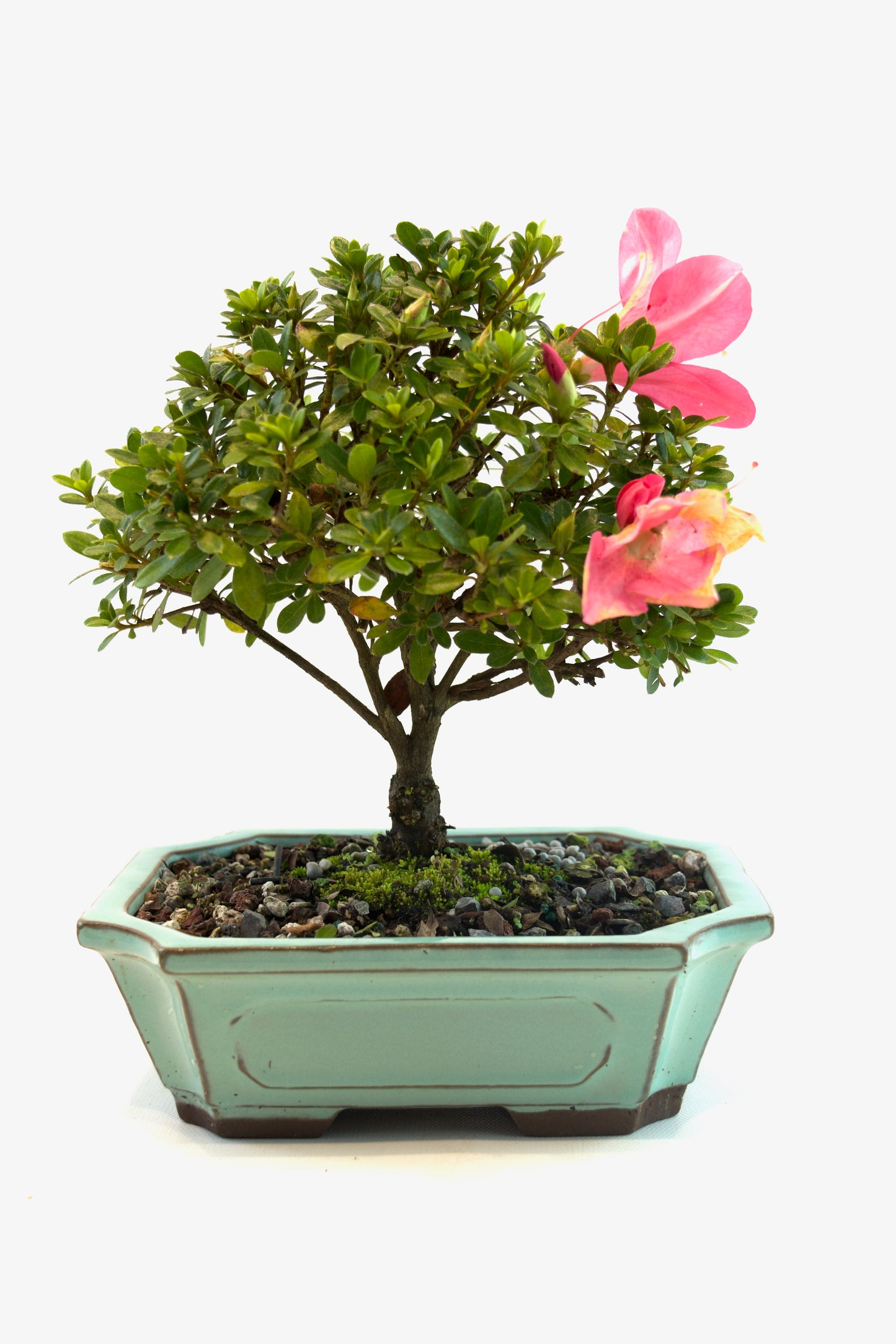 Chinzan AzaleaBonsai Ceramic 7.5" Pot - One of a Kind Bonsai