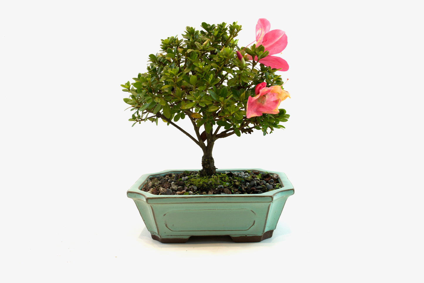 Chinzan AzaleaBonsai Ceramic 7.5" Pot - One of a Kind Bonsai