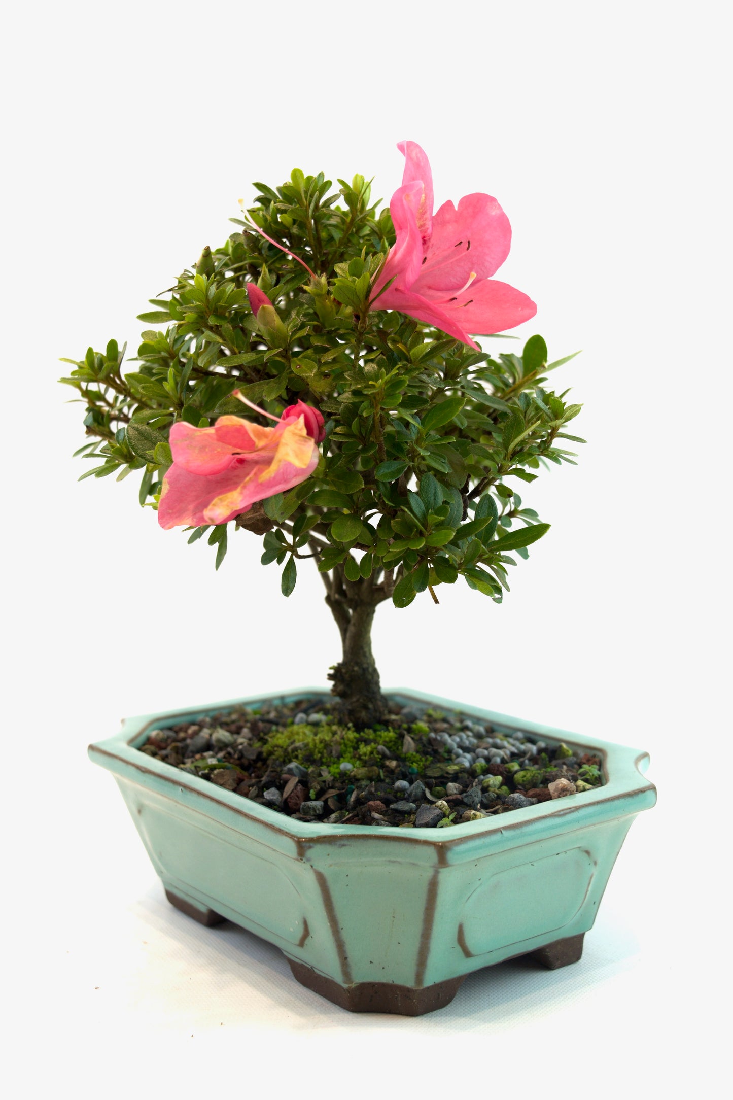 Chinzan AzaleaBonsai Ceramic 7.5" Pot - One of a Kind Bonsai