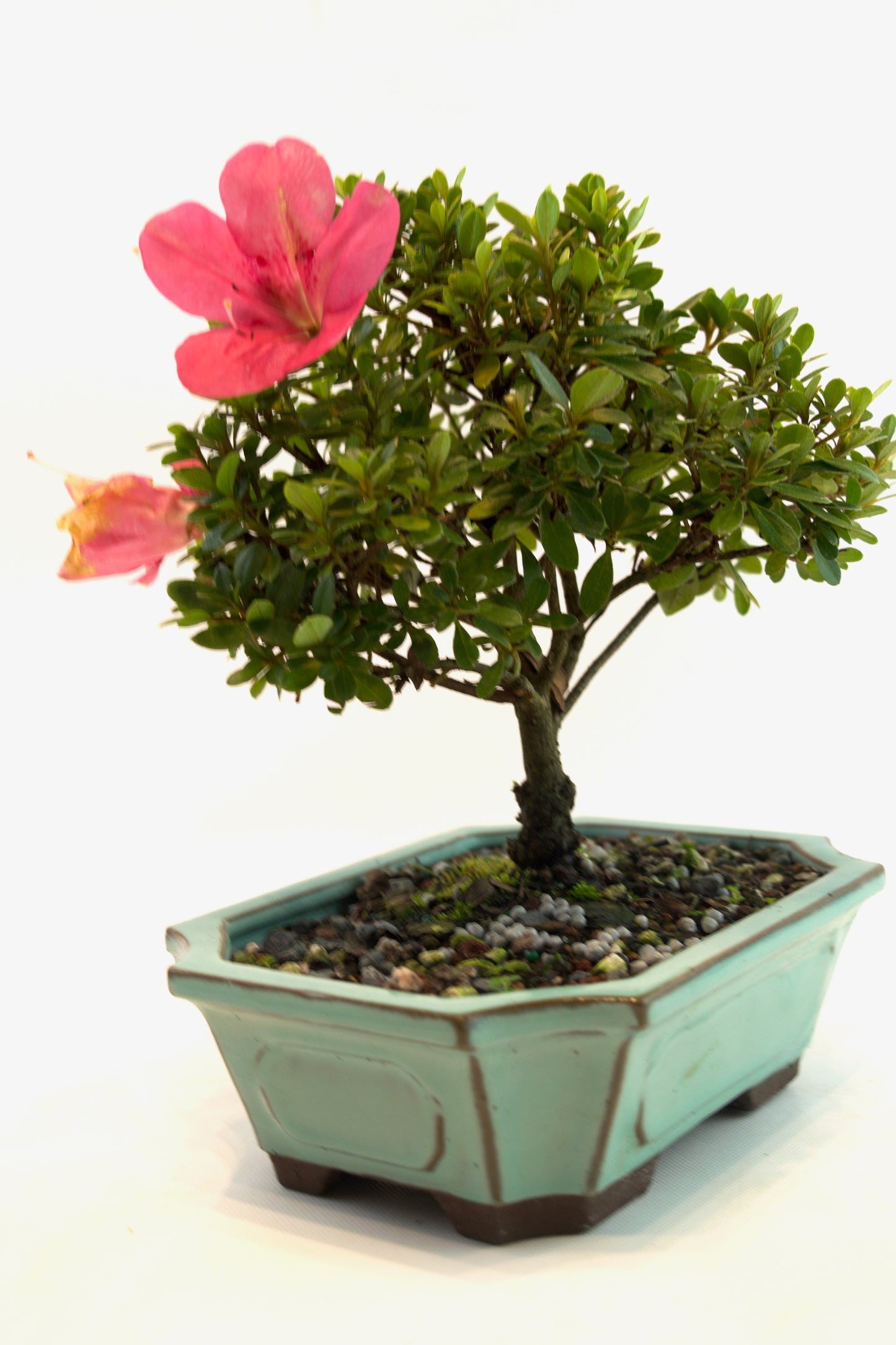 Chinzan AzaleaBonsai Ceramic 7.5" Pot - One of a Kind Bonsai