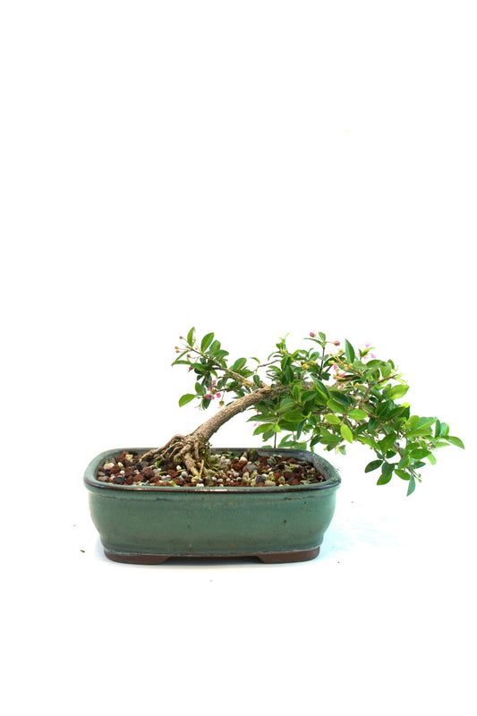 Barbados Cherry Bonsai Ceramic 7.25" Pot - One of a Kind Bonsai