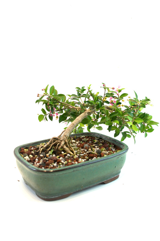 Barbados Cherry Bonsai Ceramic 7.25" Pot - One of a Kind Bonsai