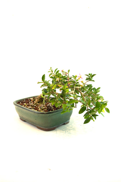 Barbados Cherry Bonsai Ceramic 7.25" Pot - One of a Kind Bonsai