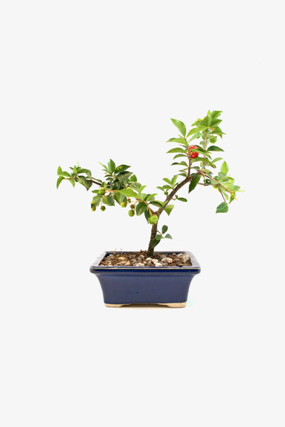 Barbados Cherry Bonsai Ceramic 5" Pot - One of a Kind Bonsai