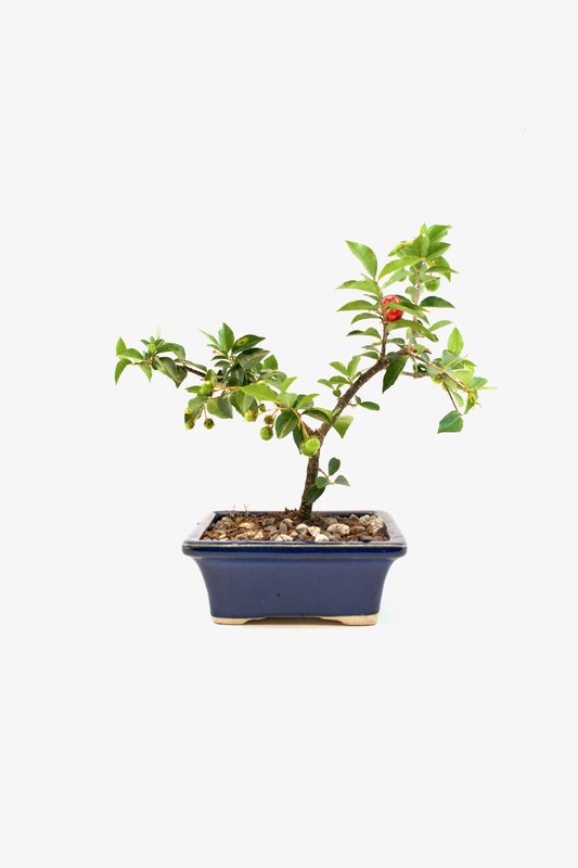 Barbados Cherry Bonsai Ceramic 5" Pot - One of a Kind Bonsai