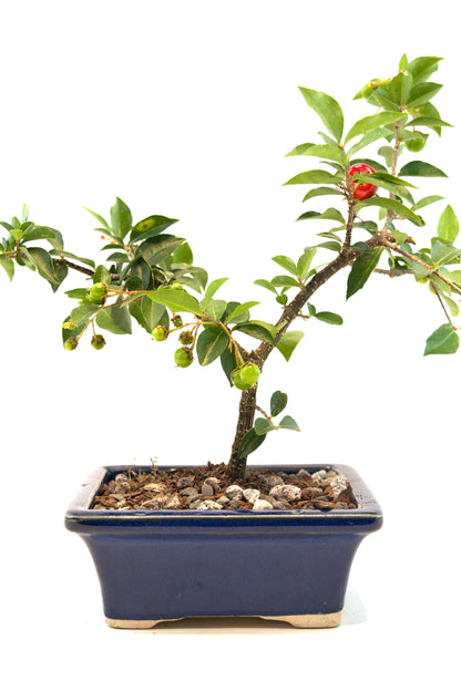 Barbados Cherry Bonsai Ceramic 5" Pot - One of a Kind Bonsai