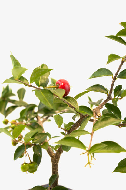Barbados Cherry Bonsai Ceramic 5" Pot - One of a Kind Bonsai