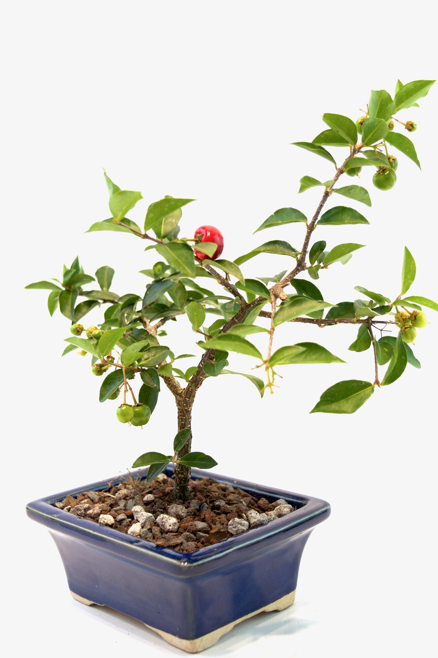 Barbados Cherry Bonsai Ceramic 5" Pot - One of a Kind Bonsai