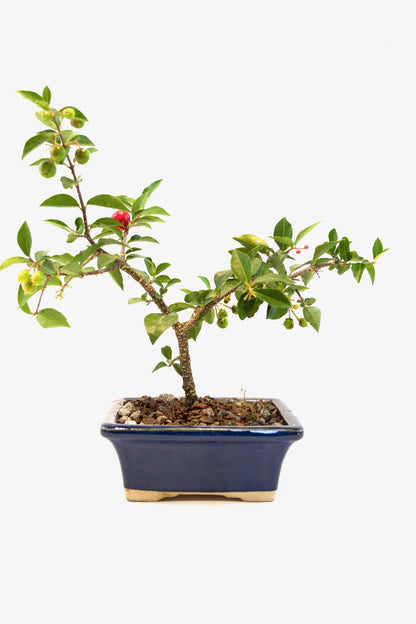 Barbados Cherry Bonsai Ceramic 5" Pot - One of a Kind Bonsai