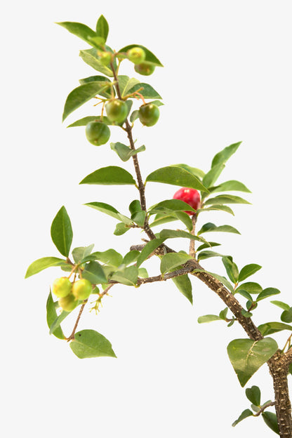 Barbados Cherry Bonsai Ceramic 5" Pot - One of a Kind Bonsai