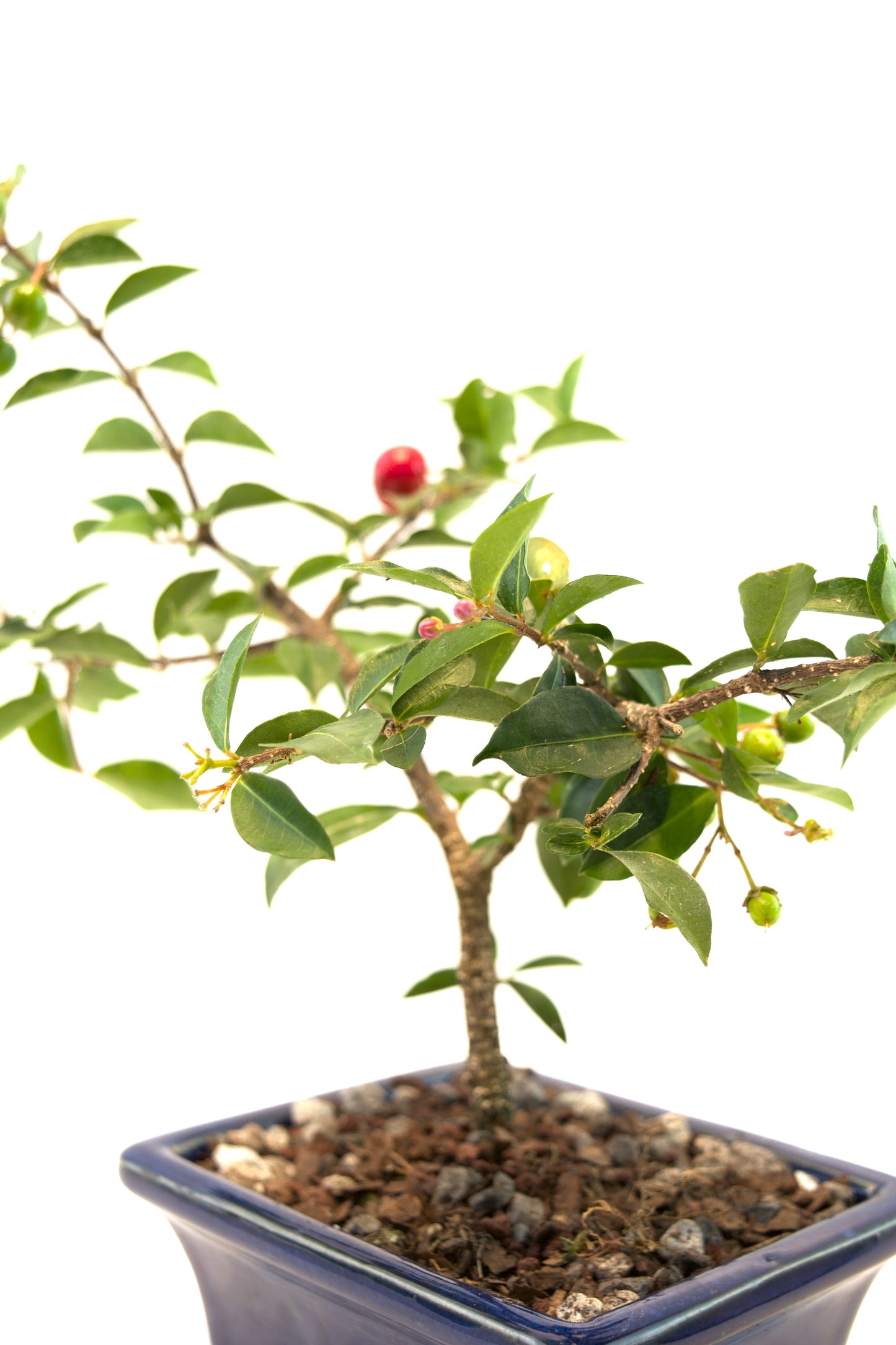 Barbados Cherry Bonsai Ceramic 5" Pot - One of a Kind Bonsai