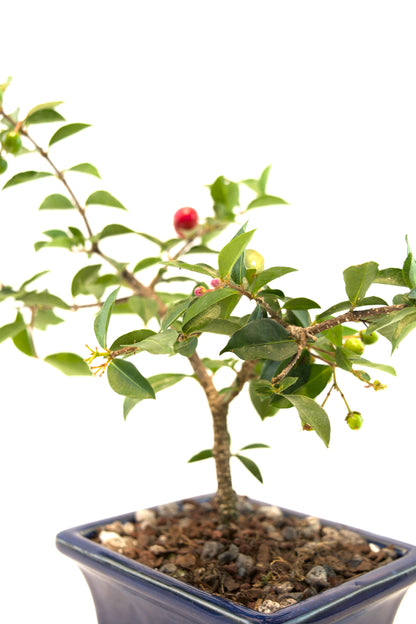 Barbados Cherry Bonsai Ceramic 5" Pot - One of a Kind Bonsai