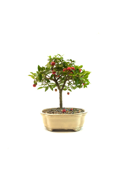 Barbados Cherry Bonsai Ceramic 6" Pot - One of a Kind Bonsai