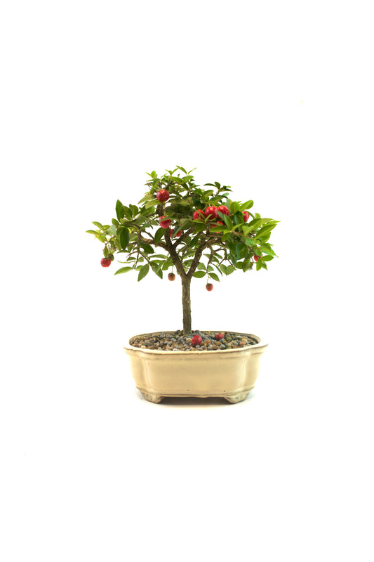 Barbados Cherry Bonsai Ceramic 6" Pot - One of a Kind Bonsai