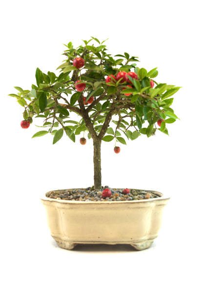 Barbados Cherry Bonsai Ceramic 6" Pot - One of a Kind Bonsai