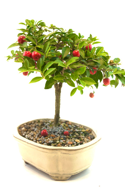 Barbados Cherry Bonsai Ceramic 6" Pot - One of a Kind Bonsai