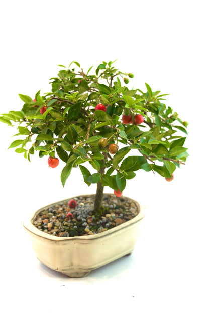 Barbados Cherry Bonsai Ceramic 6" Pot - One of a Kind Bonsai