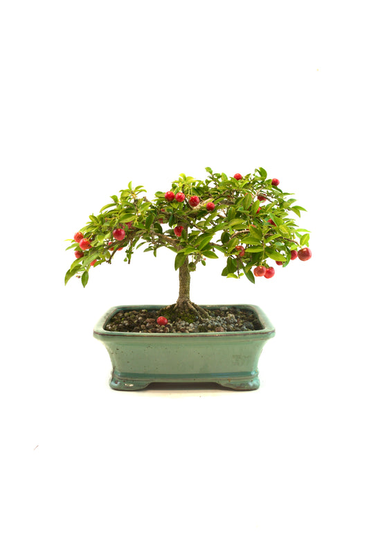 Barbados Cherry Bonsai Ceramic 7.5" Pot - One of a Kind Bonsai