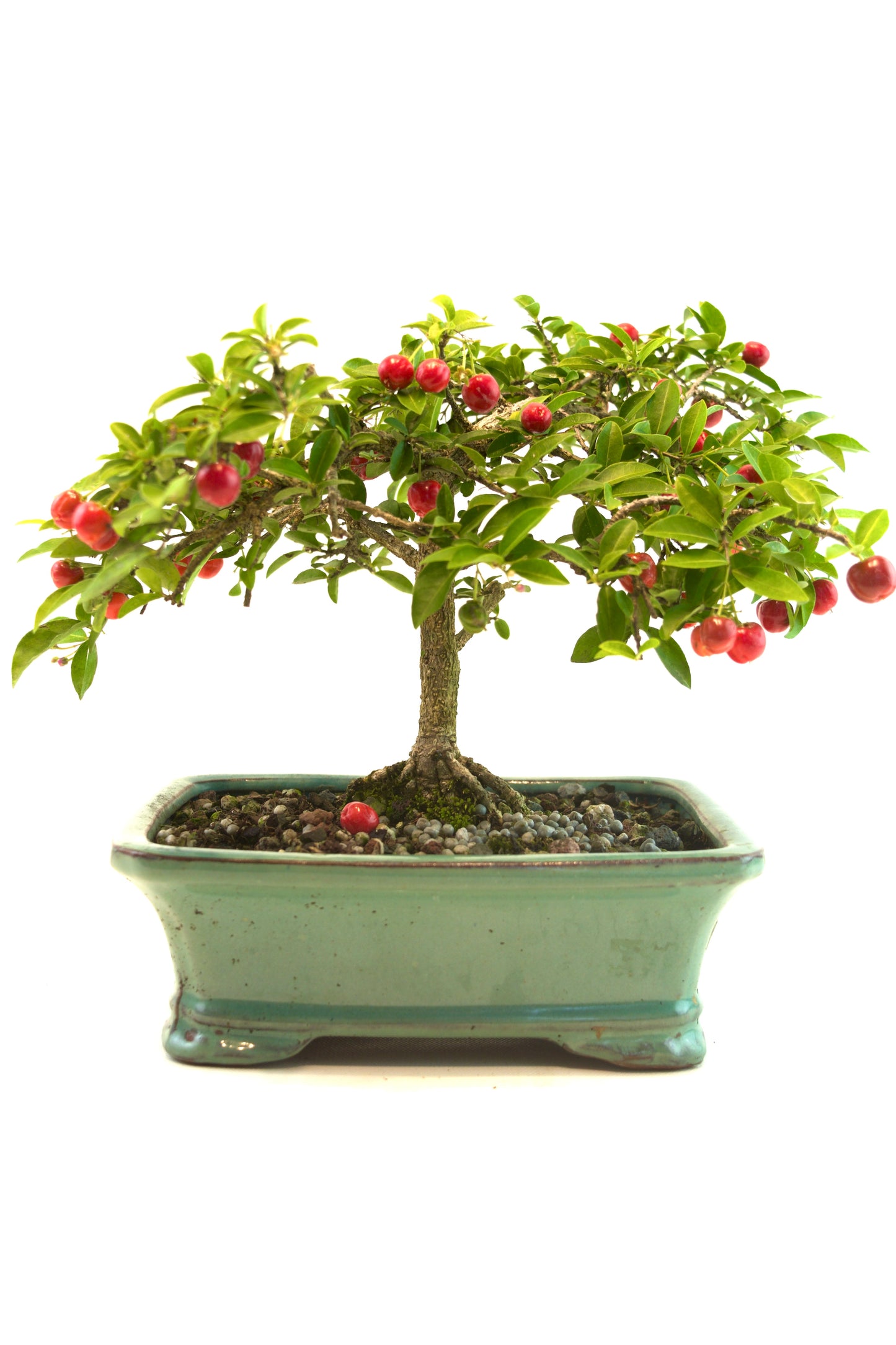 Barbados Cherry Bonsai Ceramic 7.5" Pot - One of a Kind Bonsai