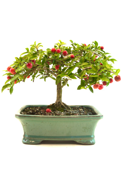 Barbados Cherry Bonsai Ceramic 7.5" Pot - One of a Kind Bonsai