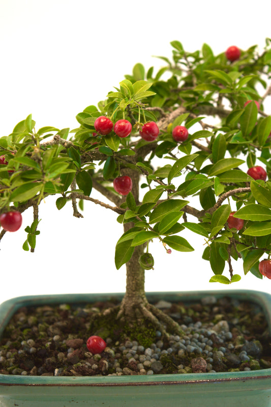Barbados Cherry Bonsai Ceramic 7.5" Pot - One of a Kind Bonsai