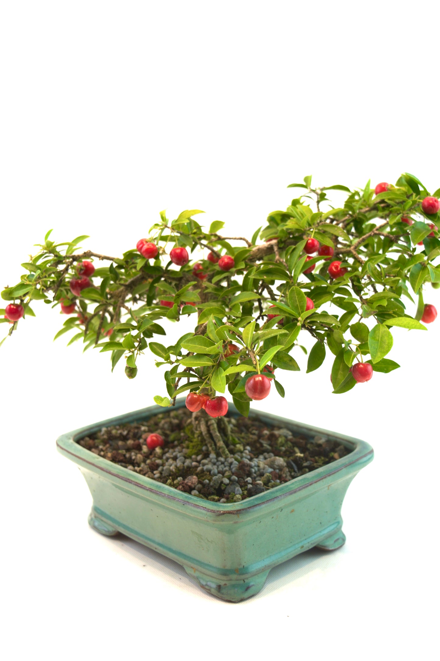 Barbados Cherry Bonsai Ceramic 7.5" Pot - One of a Kind Bonsai
