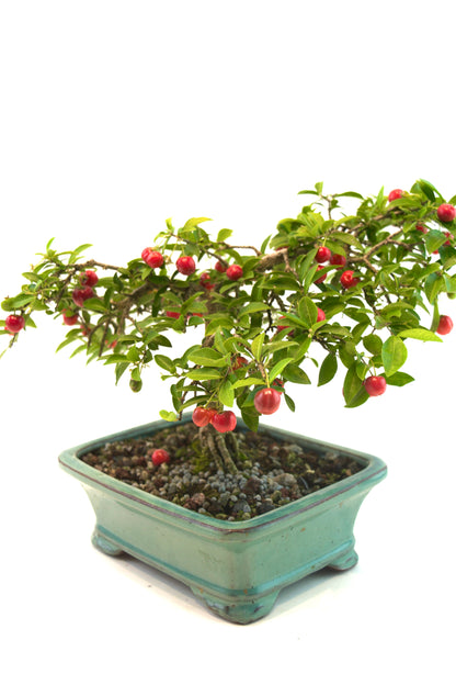 Barbados Cherry Bonsai Ceramic 7.5" Pot - One of a Kind Bonsai