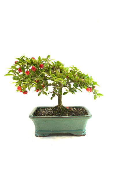 Barbados Cherry Bonsai Ceramic 7.5" Pot - One of a Kind Bonsai