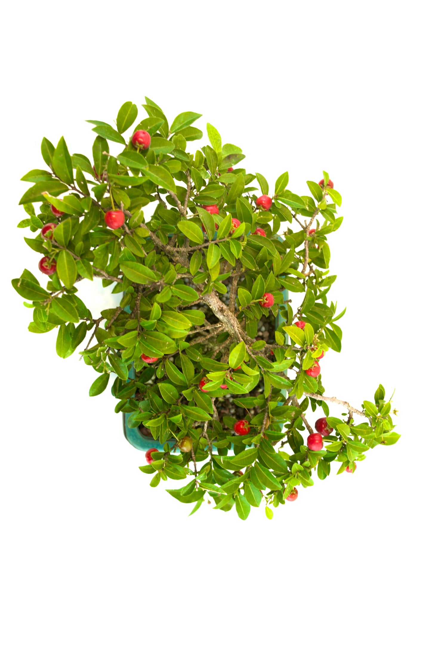 Barbados Cherry Bonsai Ceramic 7.5" Pot - One of a Kind Bonsai