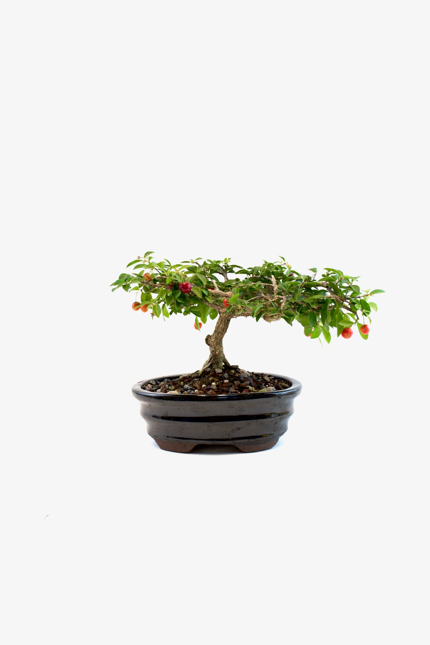 Barbados Cherry Bonsai Ceramic 7" Pot - One of a Kind Bonsai