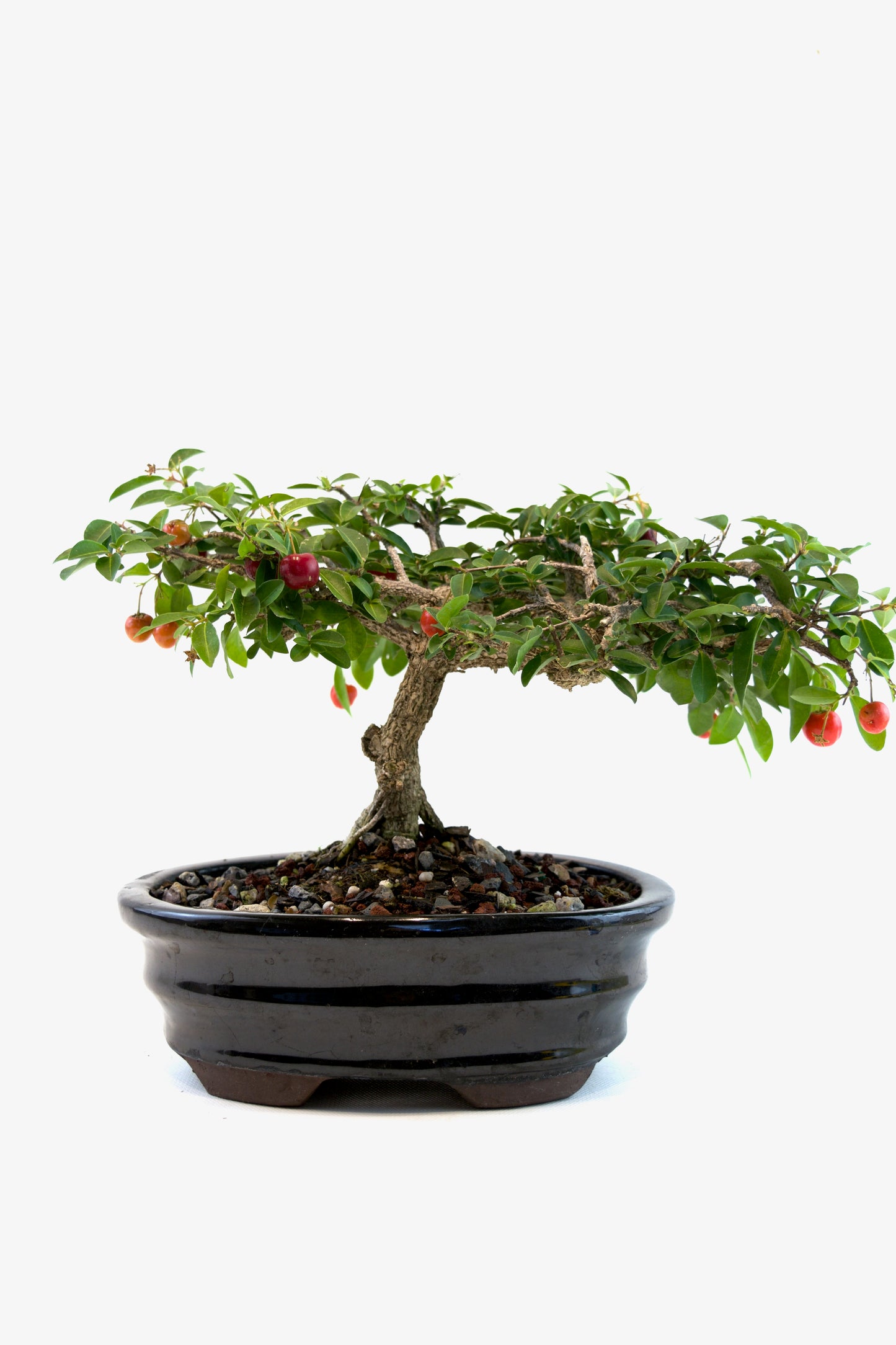 Barbados Cherry Bonsai Ceramic 7" Pot - One of a Kind Bonsai