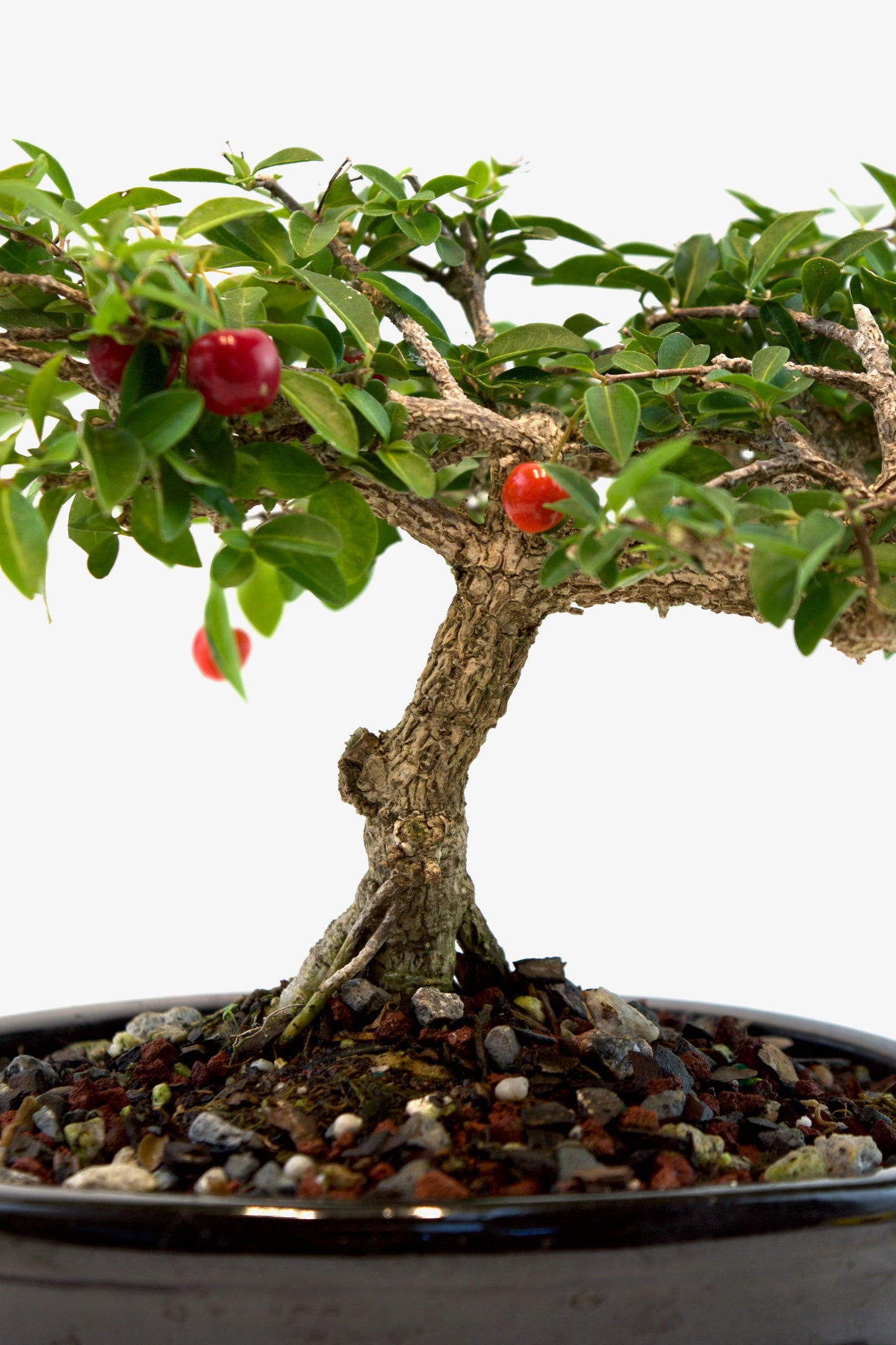 Barbados Cherry Bonsai Ceramic 7" Pot - One of a Kind Bonsai