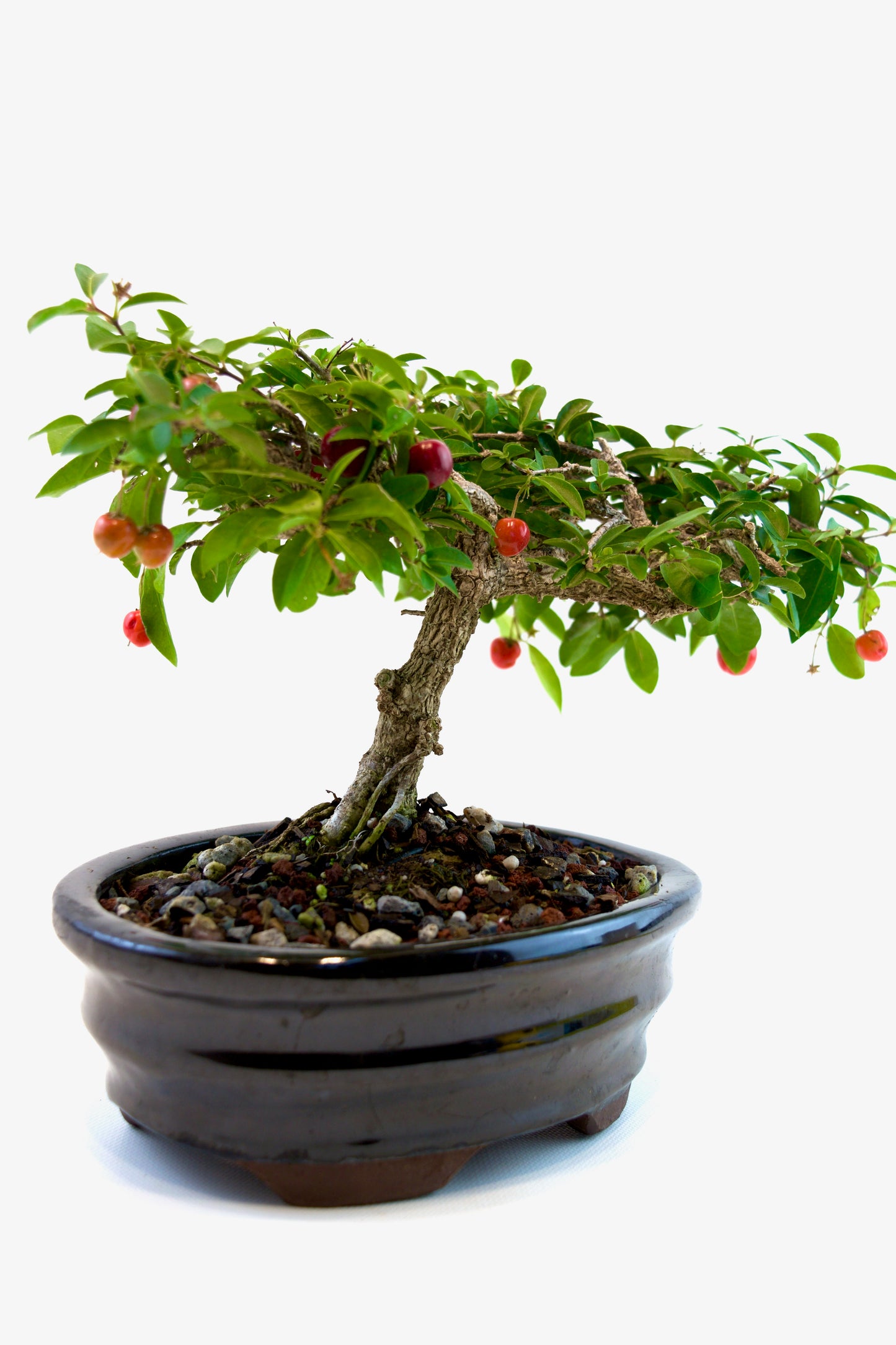 Barbados Cherry Bonsai Ceramic 7" Pot - One of a Kind Bonsai