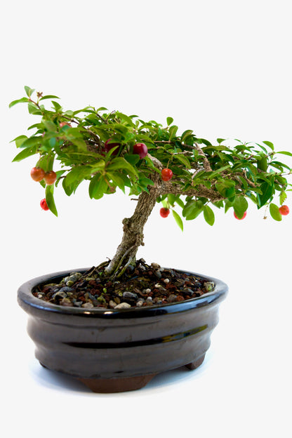 Barbados Cherry Bonsai Ceramic 7" Pot - One of a Kind Bonsai