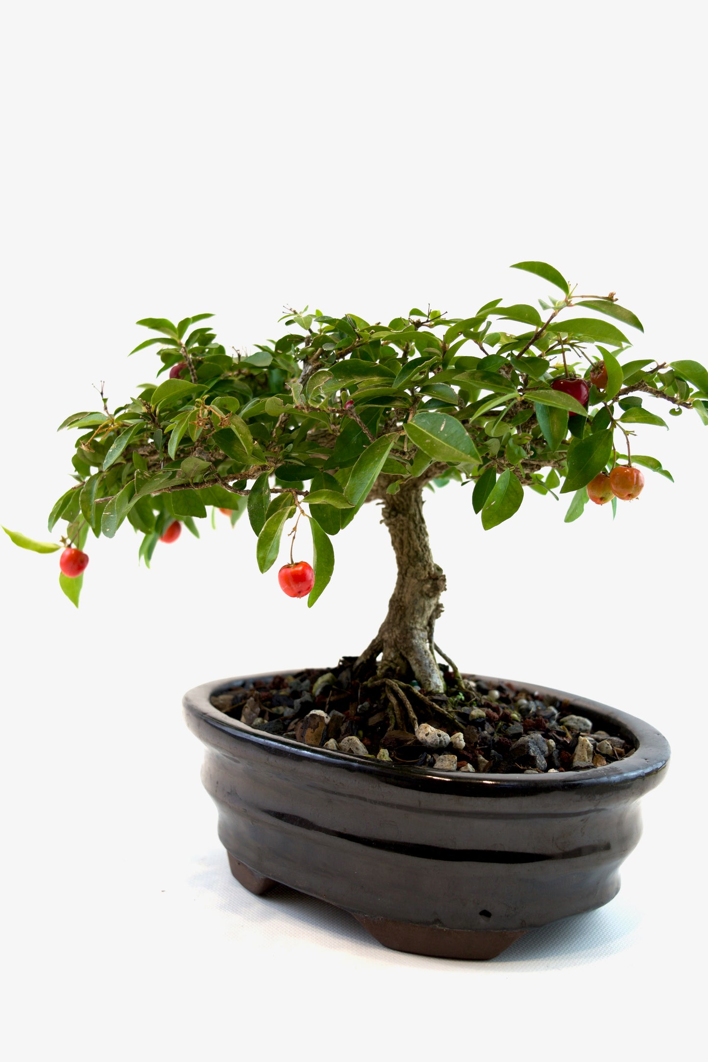 Barbados Cherry Bonsai Ceramic 7" Pot - One of a Kind Bonsai