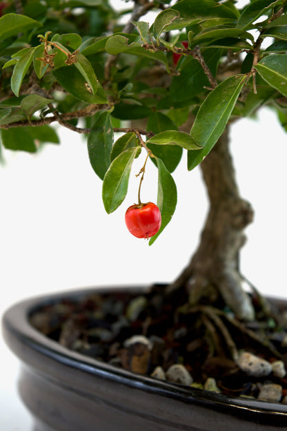 Barbados Cherry Bonsai Ceramic 7" Pot - One of a Kind Bonsai