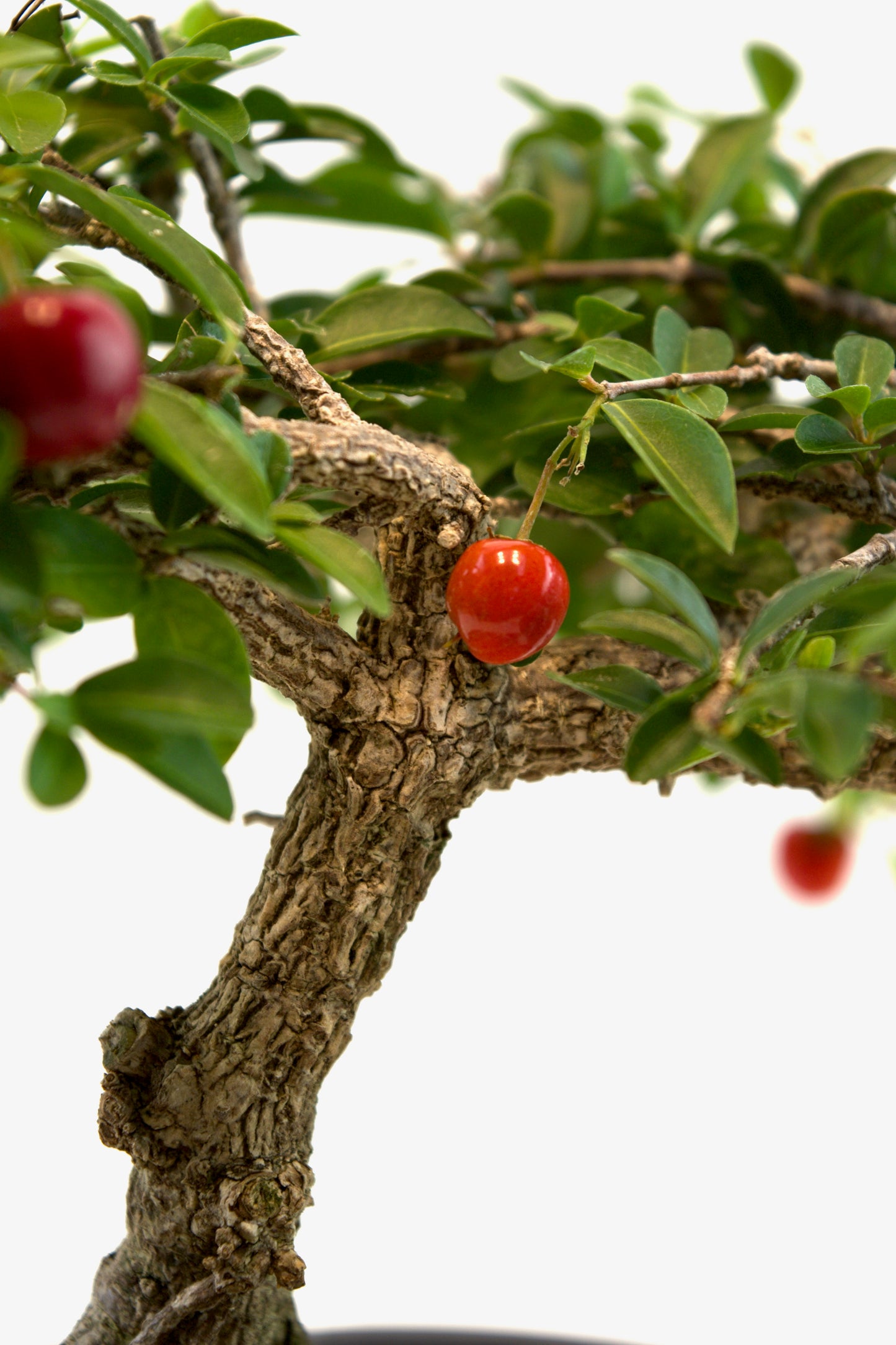 Barbados Cherry Bonsai Ceramic 7" Pot - One of a Kind Bonsai