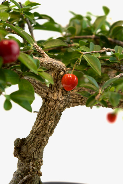 Barbados Cherry Bonsai Ceramic 7" Pot - One of a Kind Bonsai