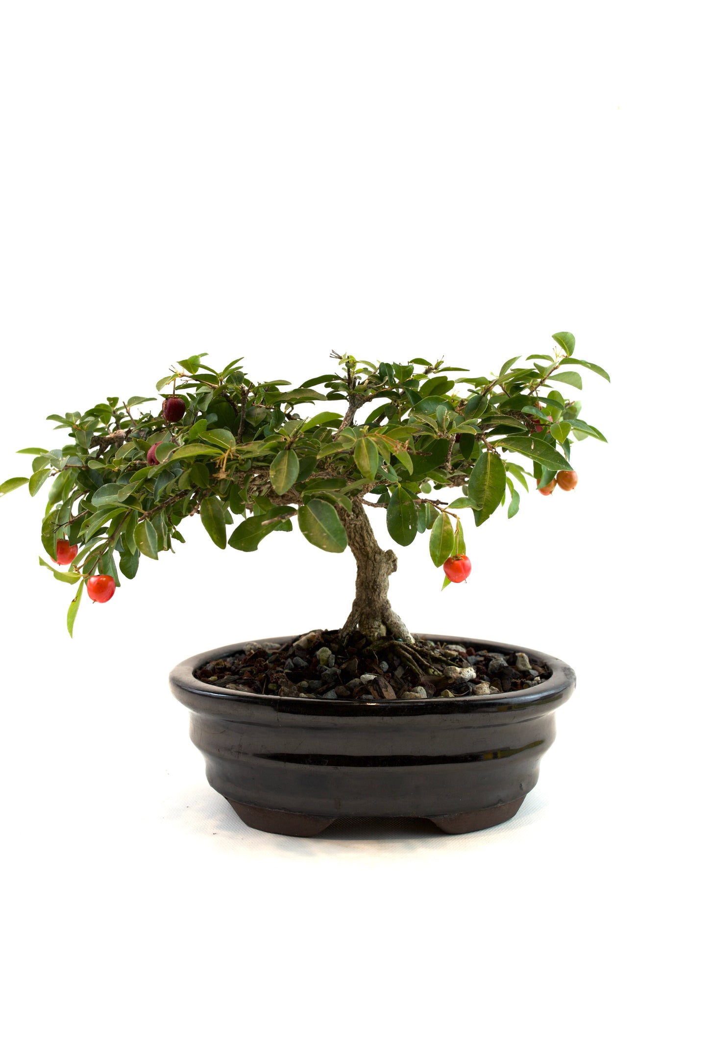 Barbados Cherry Bonsai Ceramic 7" Pot - One of a Kind Bonsai