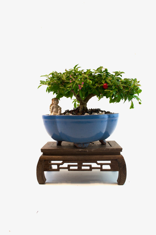 Barbados Cherry Bonsai Ceramic 8" Pot - One of a Kind Bonsai