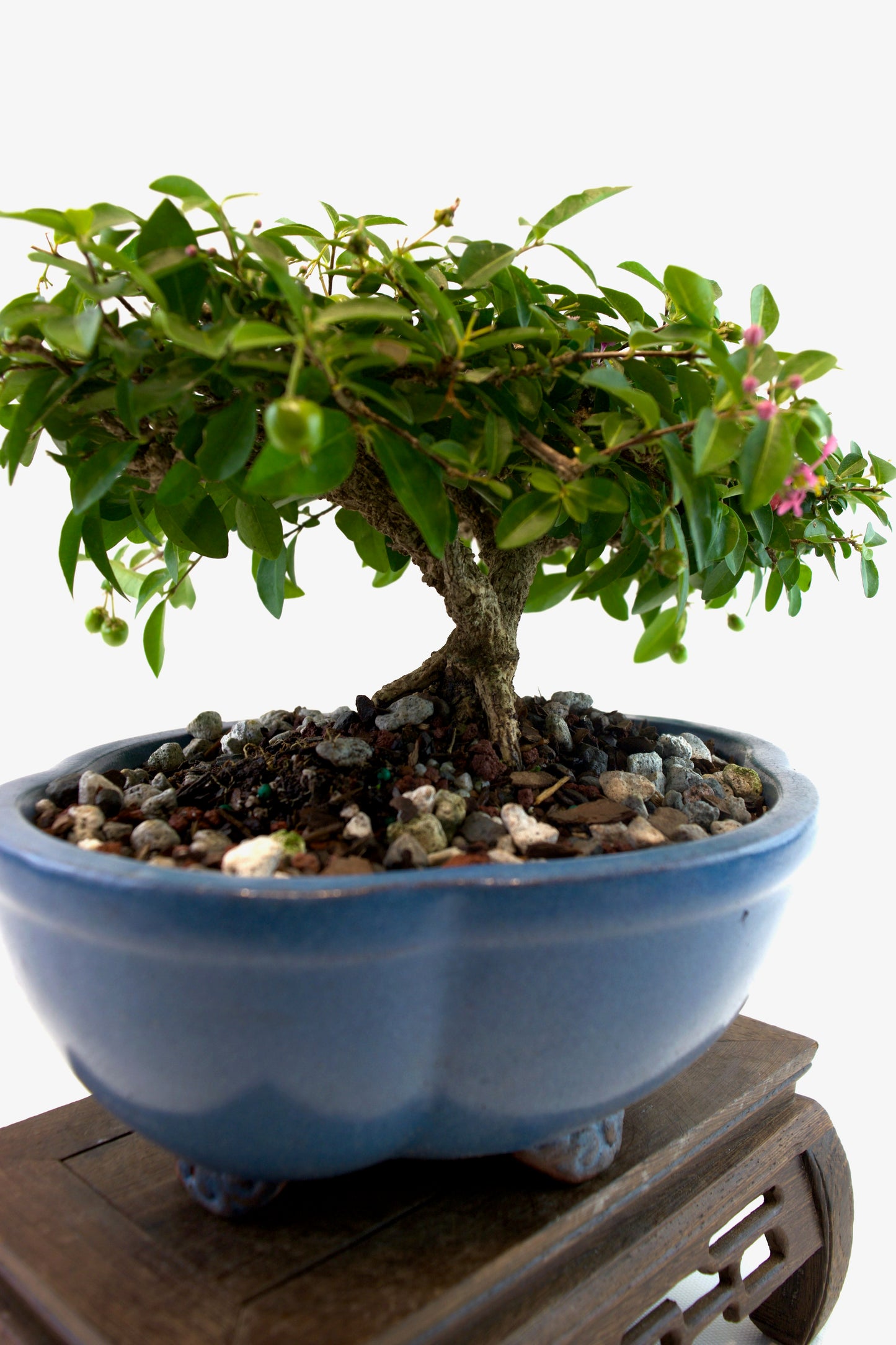 Barbados Cherry Bonsai Ceramic 8" Pot - One of a Kind Bonsai