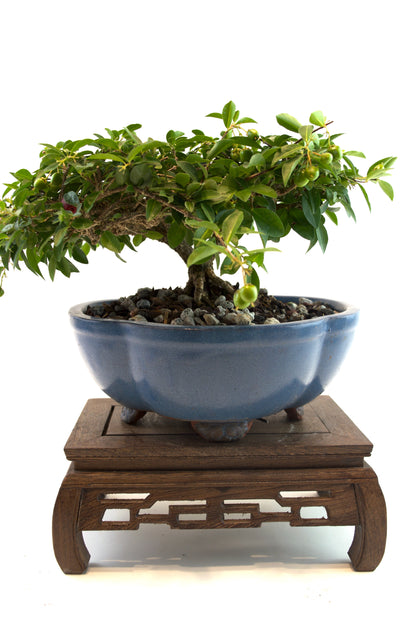 Barbados Cherry Bonsai Ceramic 8" Pot - One of a Kind Bonsai