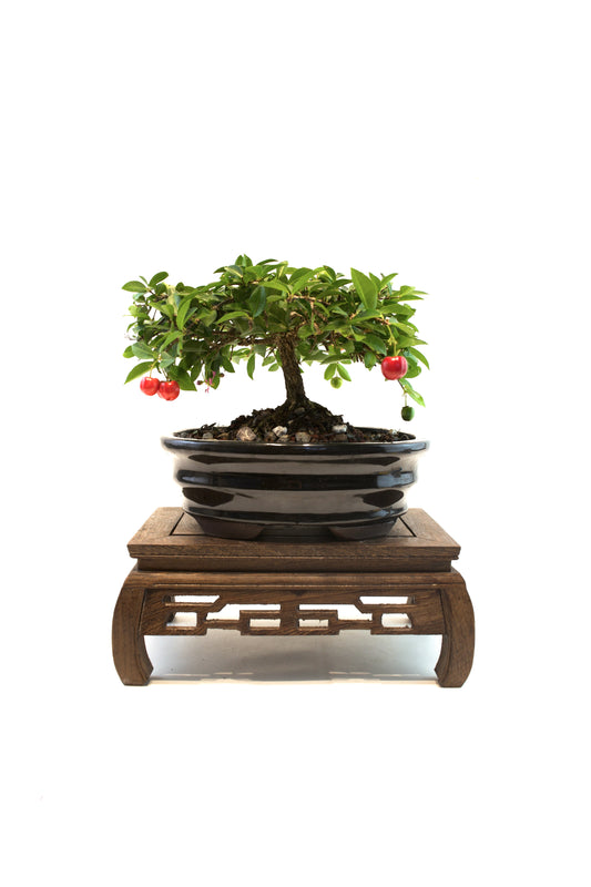 Barbados Cherry Bonsai Ceramic 7" Pot - One of a Kind Bonsai